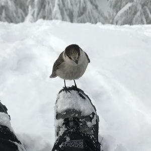 Meet your Posher, Ana